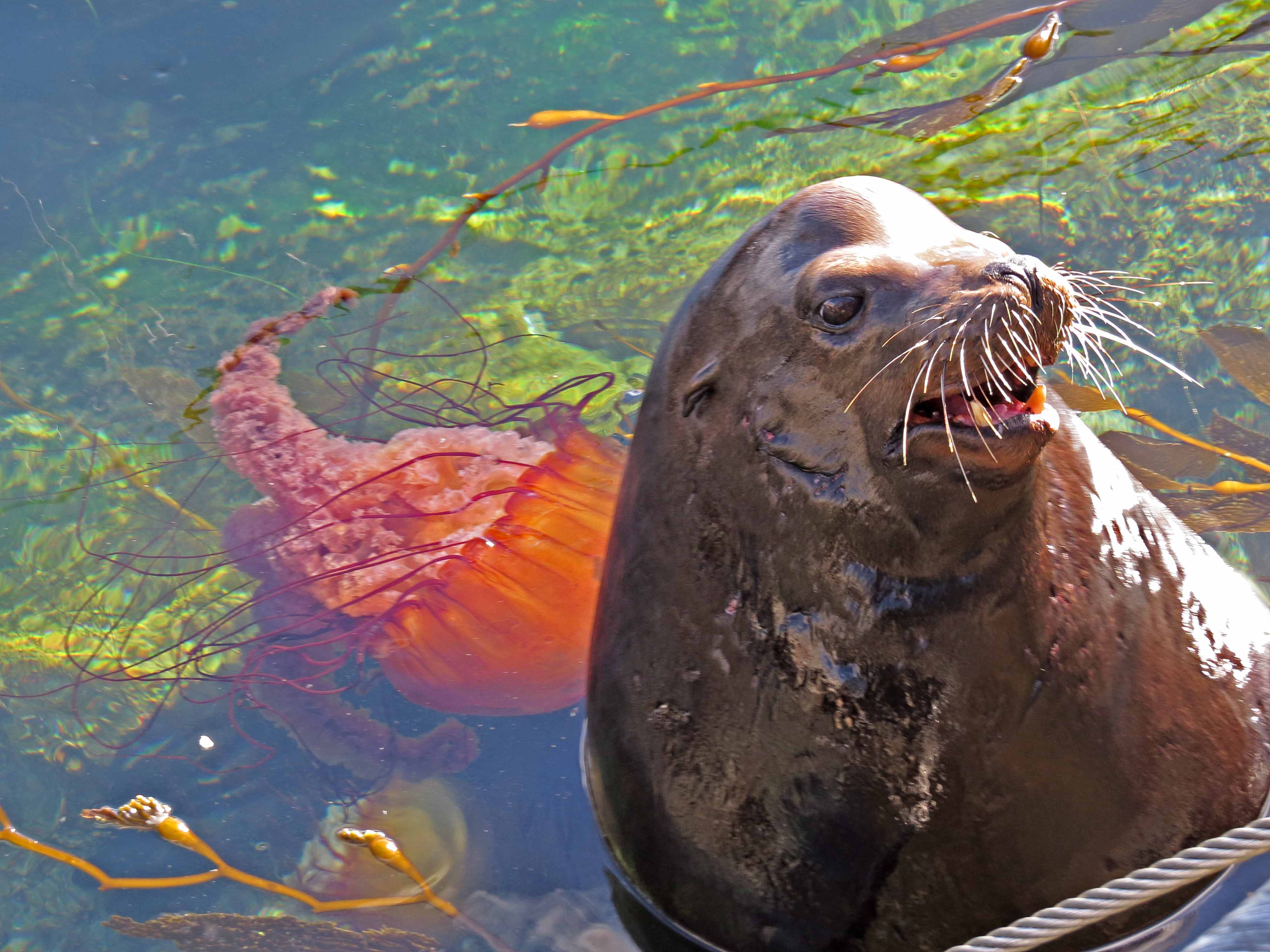 Pacific Sea Nettle JellyWatch